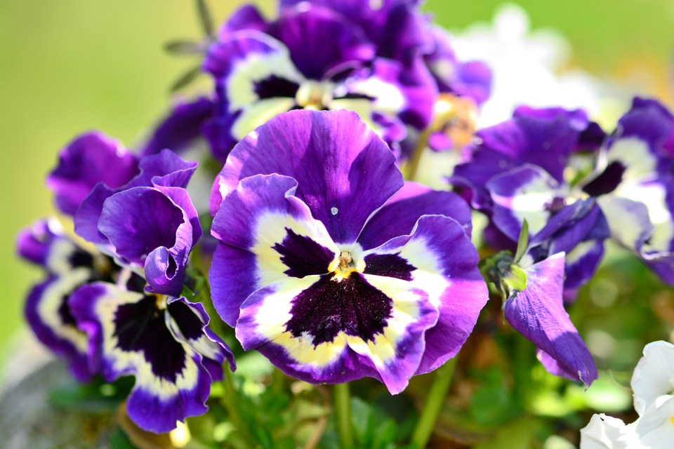 a close up of a purple flower with a yellow center