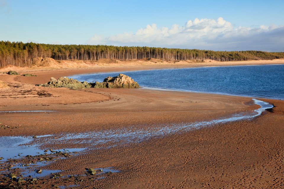 a sandy beach with trees in the background