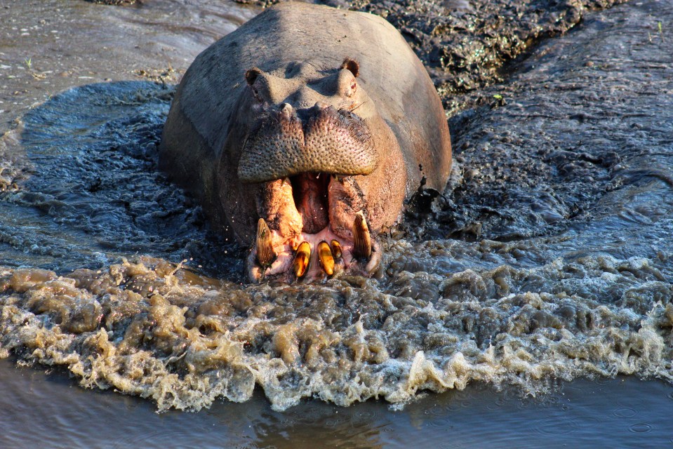 Mr Cherry thought the hippo was going to kill him