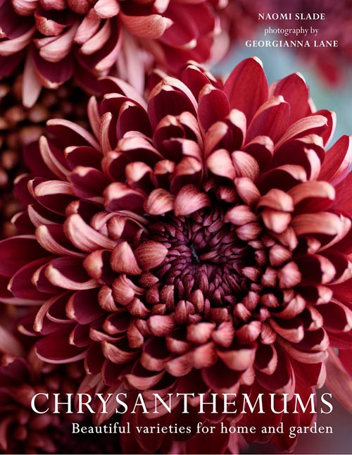 chrysanthemums beautiful varieties for home and garden by naomi slade