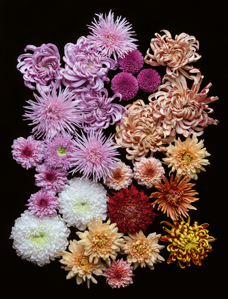 a bunch of different colored flowers on a black background