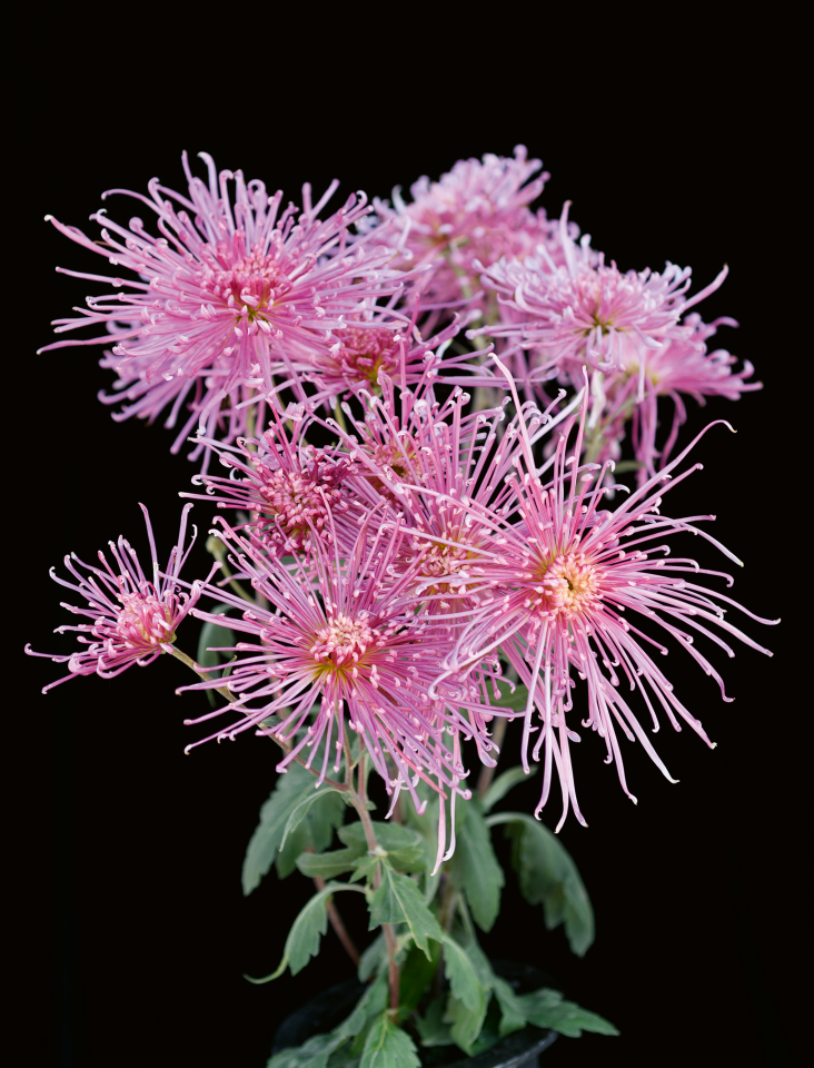 a bunch of pink flowers on a black background