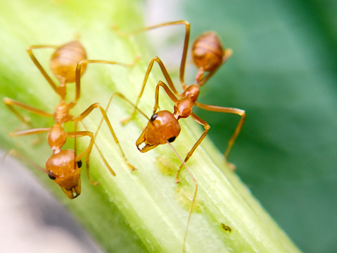 The I'm A Celeb filming location has been infested with biting fire ants