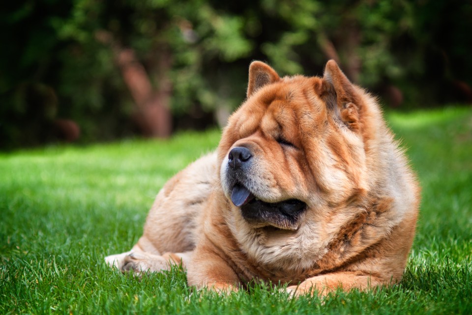 a brown dog laying in the grass with its tongue hanging out