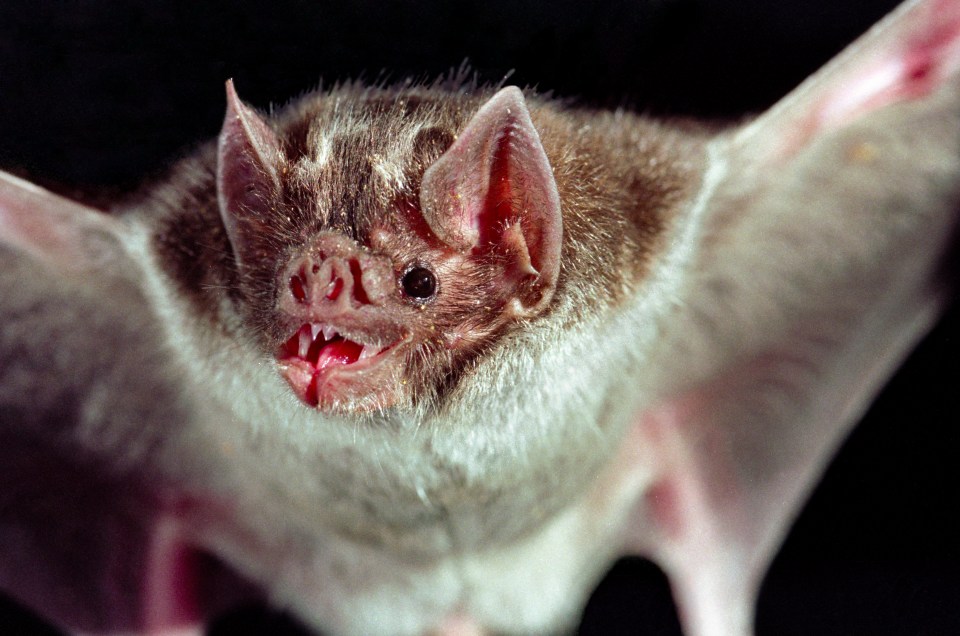 a close up of a bat with its mouth open