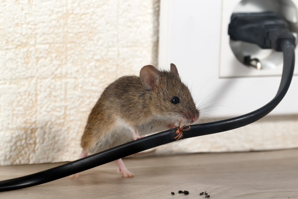 If you want to ensure your home is mice-free this Autumn, we've got you covered