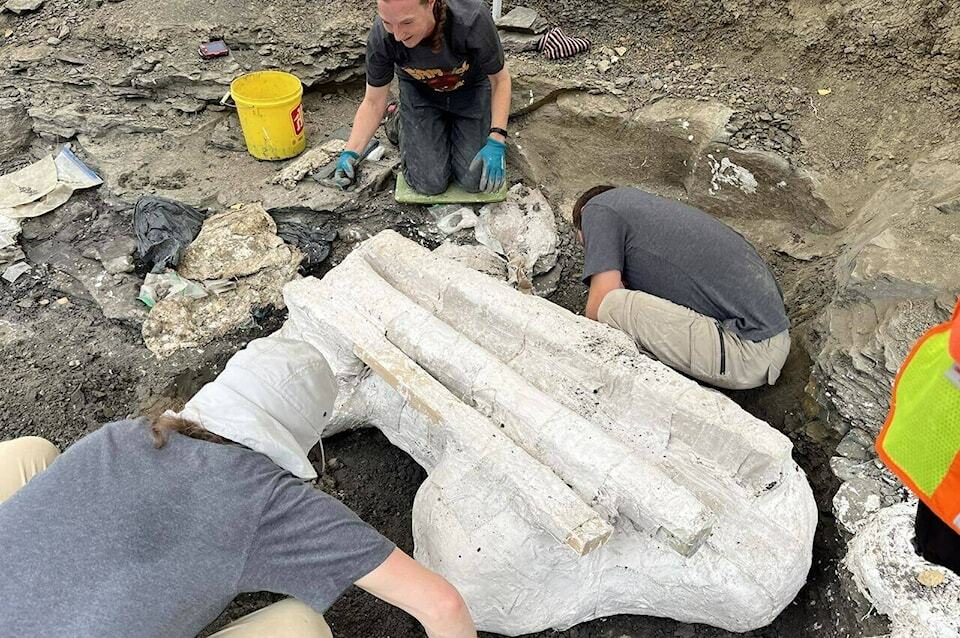 The team of palaeontologists work on recovering the skull