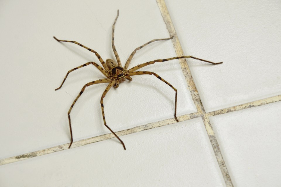 Experts have revealed how to banish spiders from your home