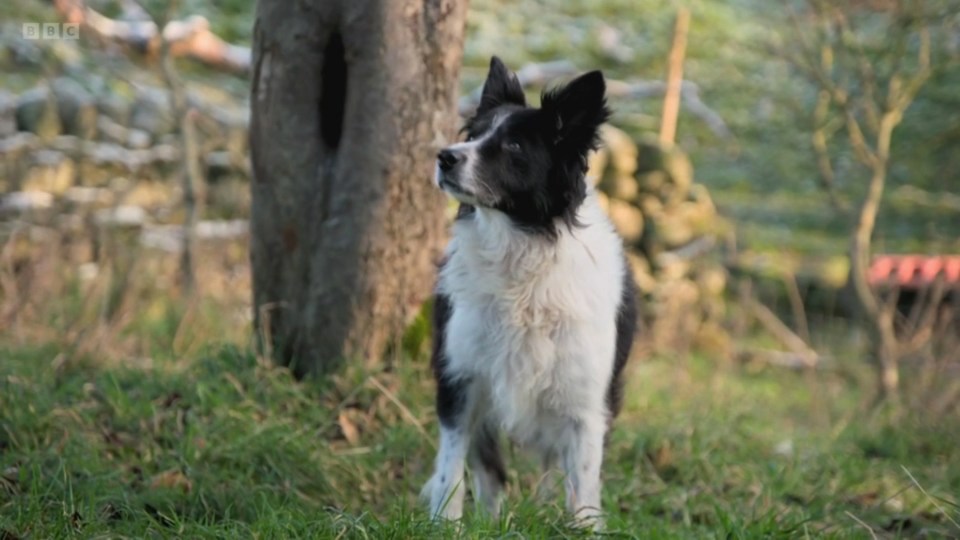 a black and white dog standing in the grass with the bbc logo in the corner