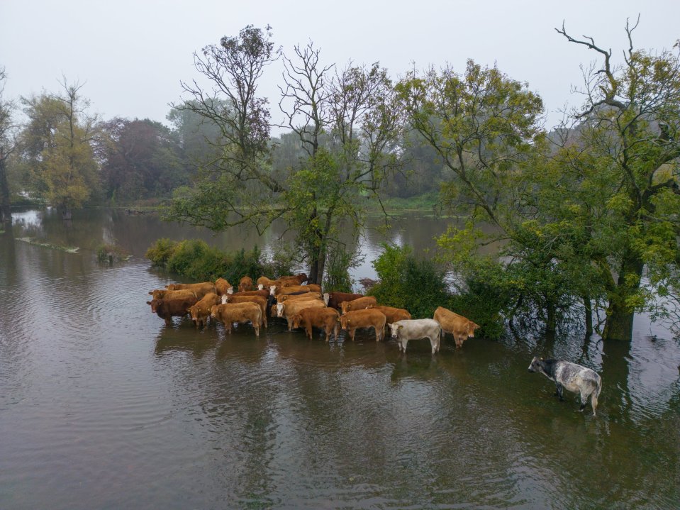 Cows stranded in a flooded field on the River Anker, near Nuneaton today