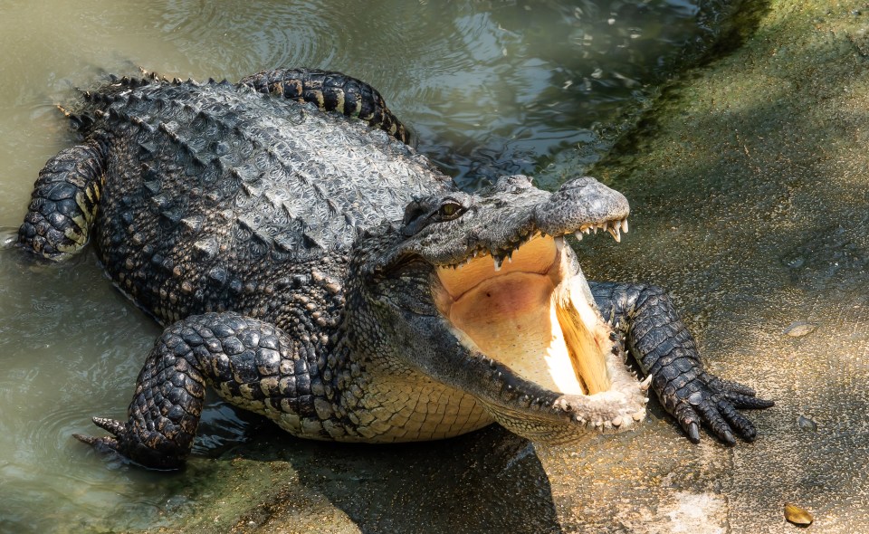 a crocodile is laying on the ground with its mouth open