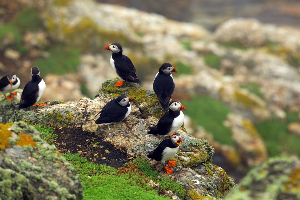 Skomer Island is home to one of the largest puffin colonies