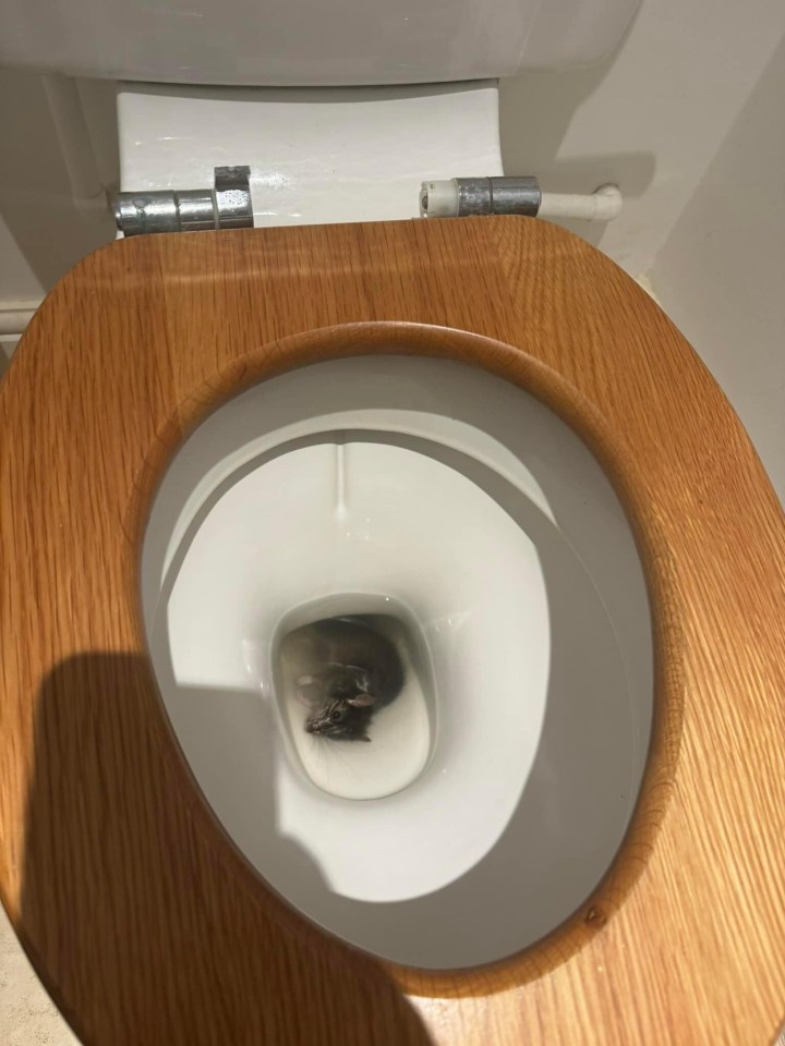 One of Steve's customers went to the toilet after a night out only to discover a rat