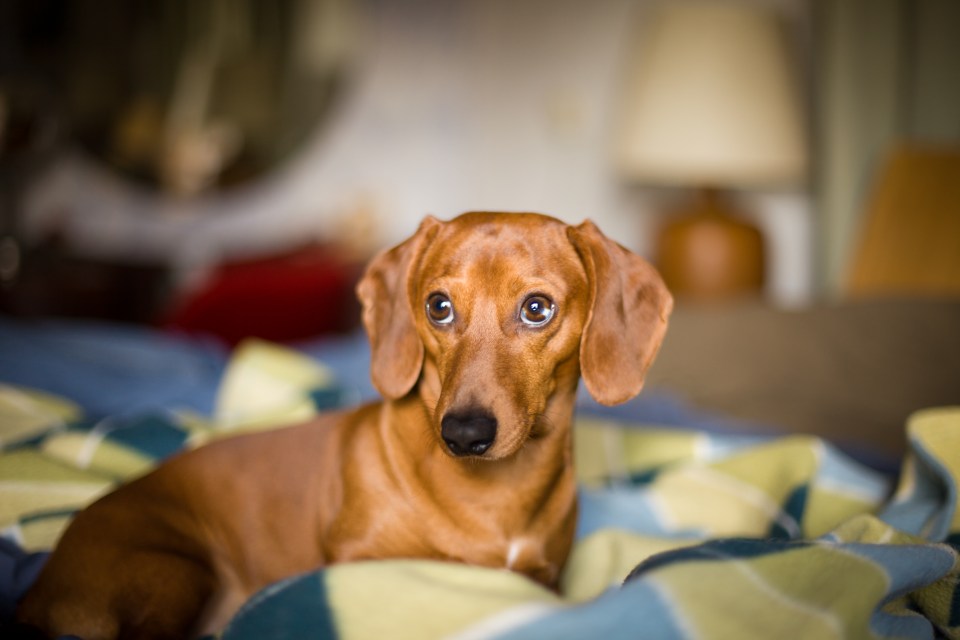 a dachshund laying on a bed looking at the camera