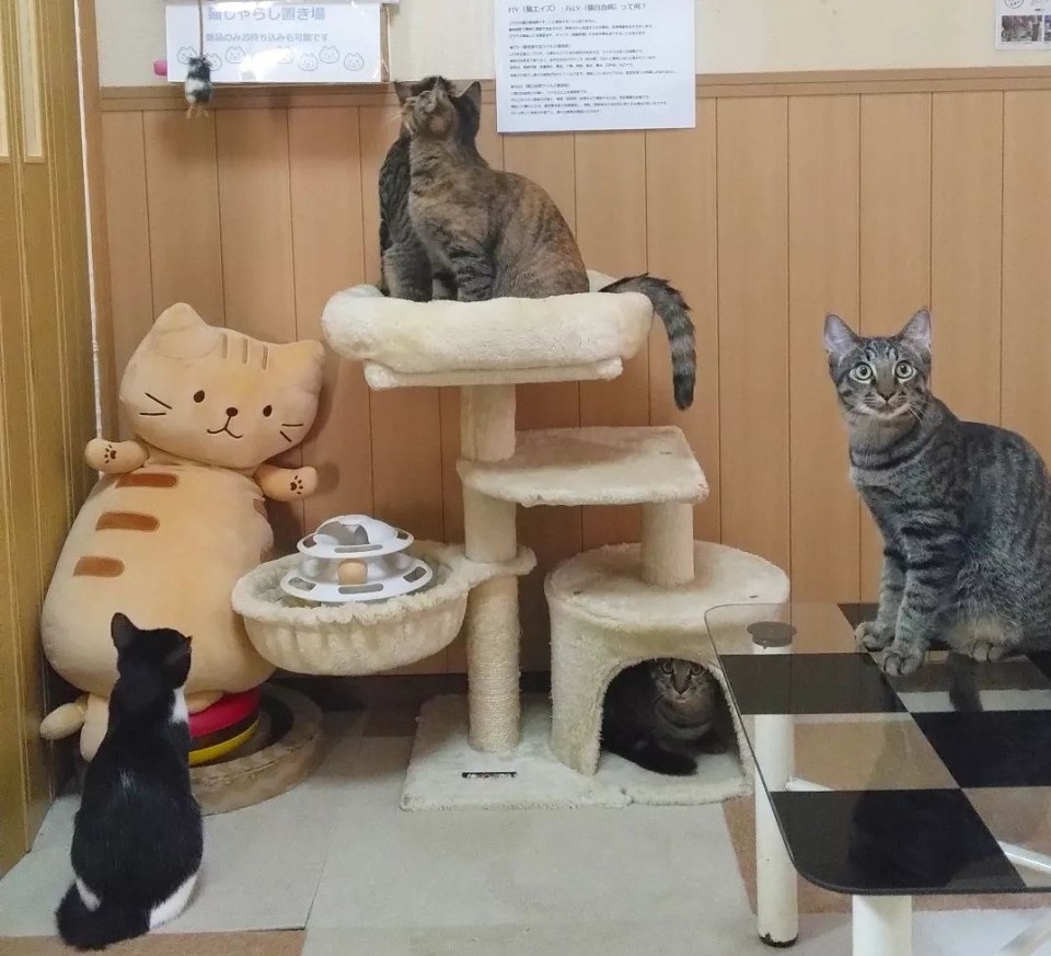 The homeowner-of-three proudly operates a cat cafe in her third property