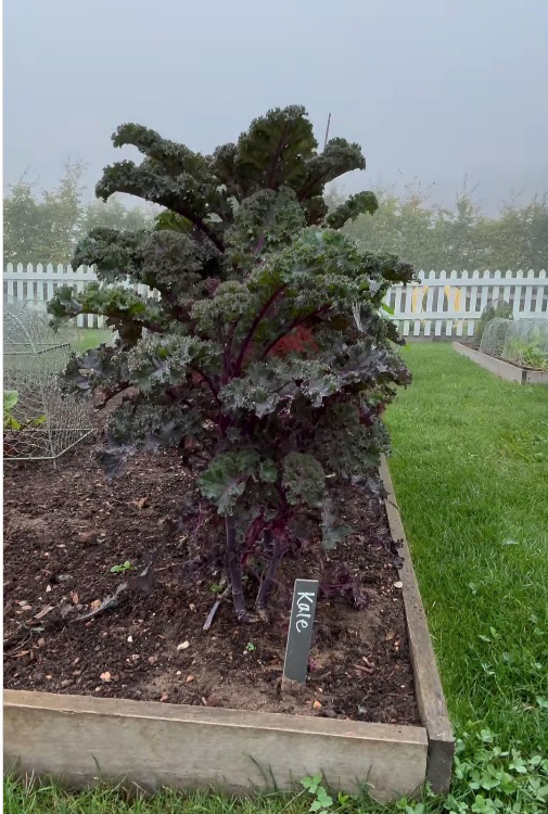 David was particularly proud of his kale crops