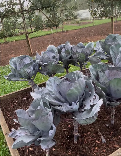 The star proudly showed off his cabbages and kale patches