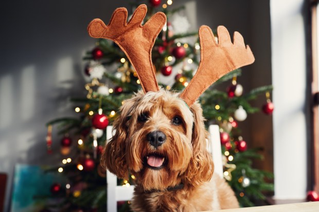 a dog wearing reindeer antlers in front of a christmas tree