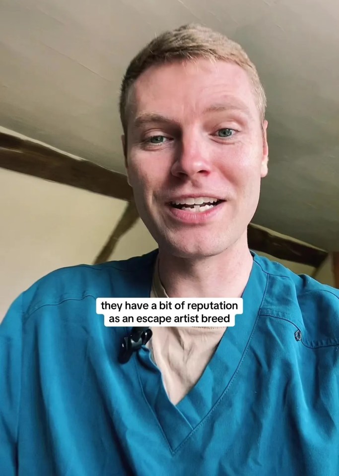 a man in a blue scrub top says they have a bit of reputation as an escape artist breed