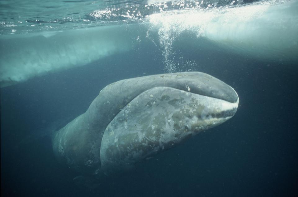 The bowhead whale is considered one of the longest-living mammals