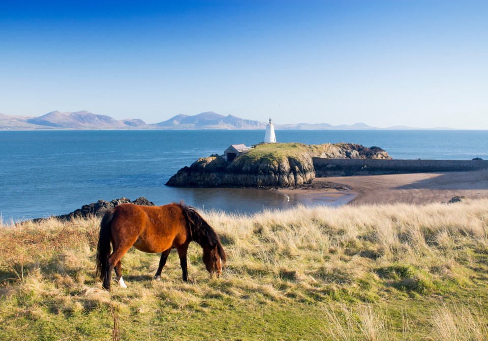 a horse grazes in a field with a lighthouse in the background