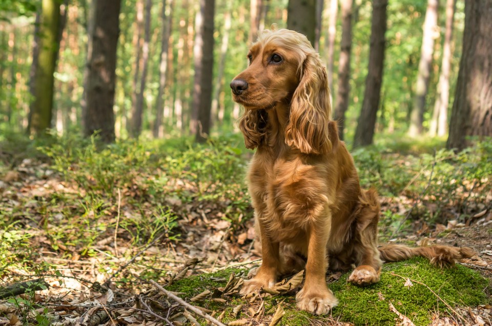 a cocker spaniel is sitting on a mossy surface in the woods