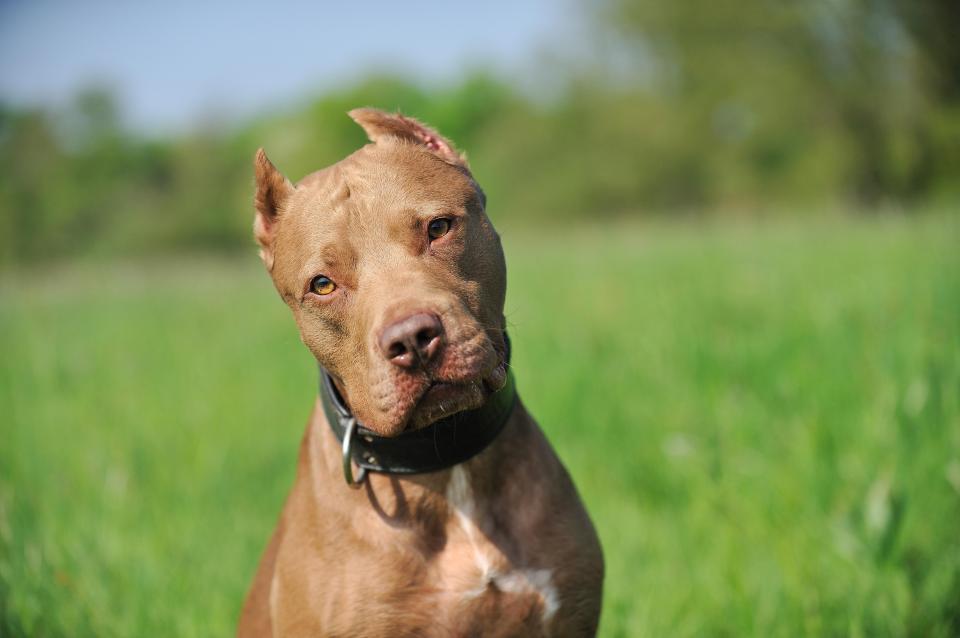 According to this pet pro, the average person is not "up to the challenge" of owning a Pitbull