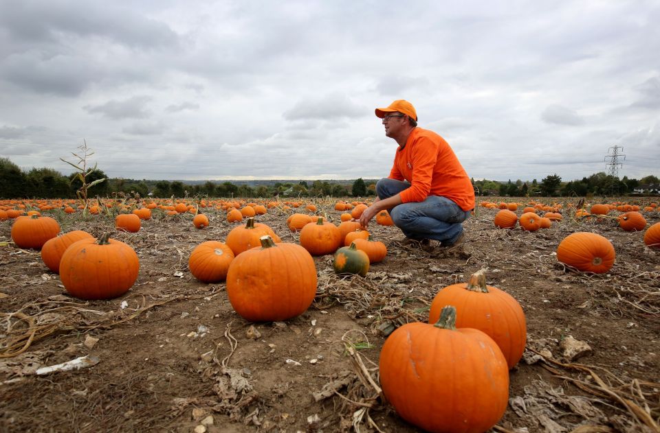 a man in an orange shirt is picking pumpkins in a field