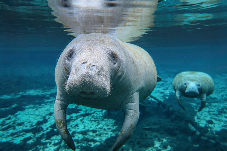 two manatees are swimming in the ocean and one is looking at the camera