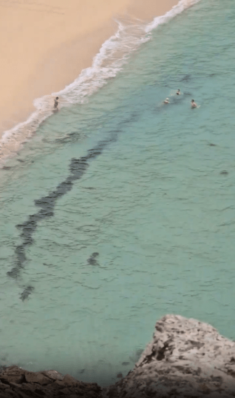 Four swimmers appeared not to have noticed it lurking nearby