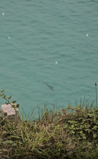 The predator was spotted at Porthcurno Beach in Cornwall