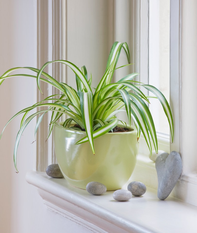 a potted plant sits on a window sill next to rocks