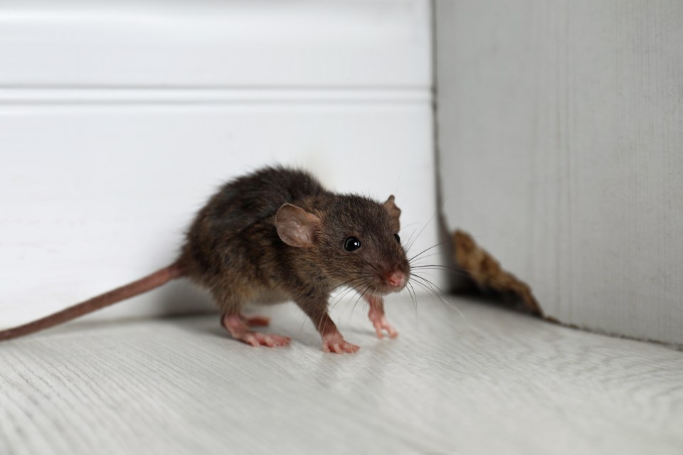 Unlike many other pests, rats are an all-year-long problem