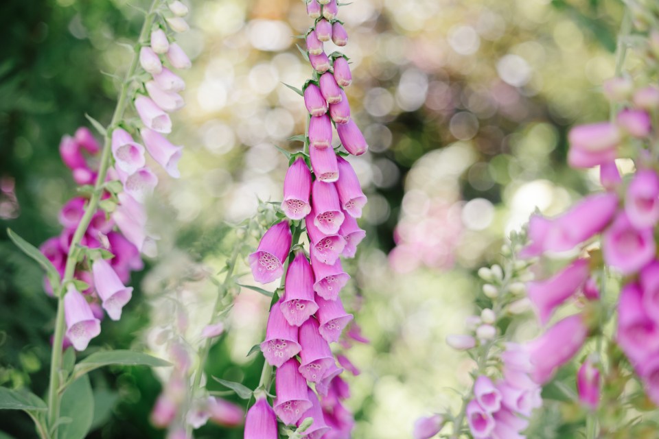 a bunch of purple flowers with a green background