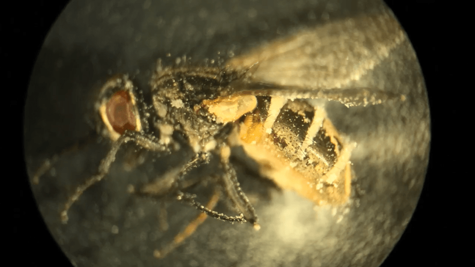 a close up of a fly under a microscope