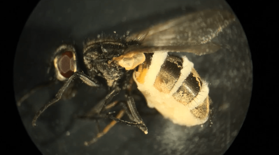 a close up of a fly under a microscope