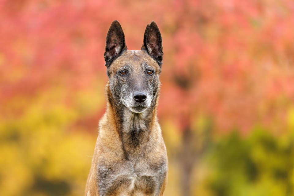 a close up of a dog 's face with a blurry background