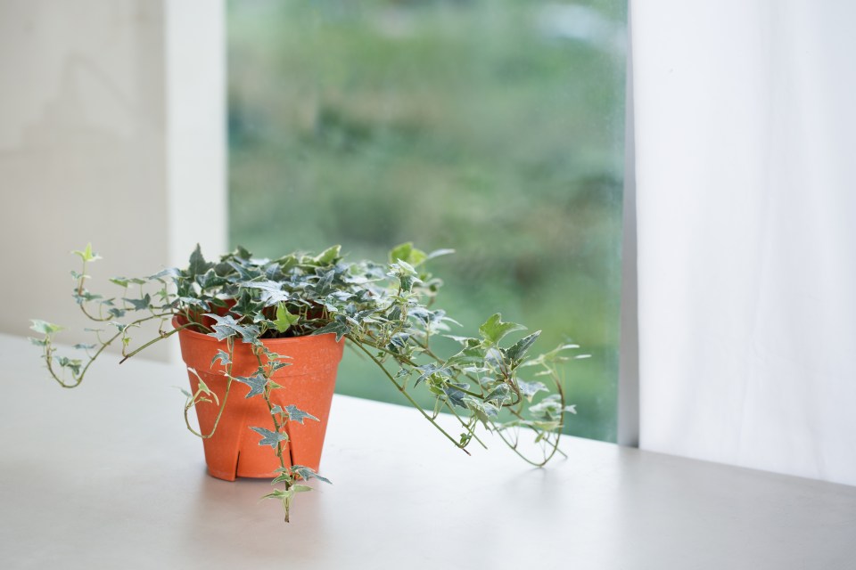 a plant in an orange pot sits on a window sill