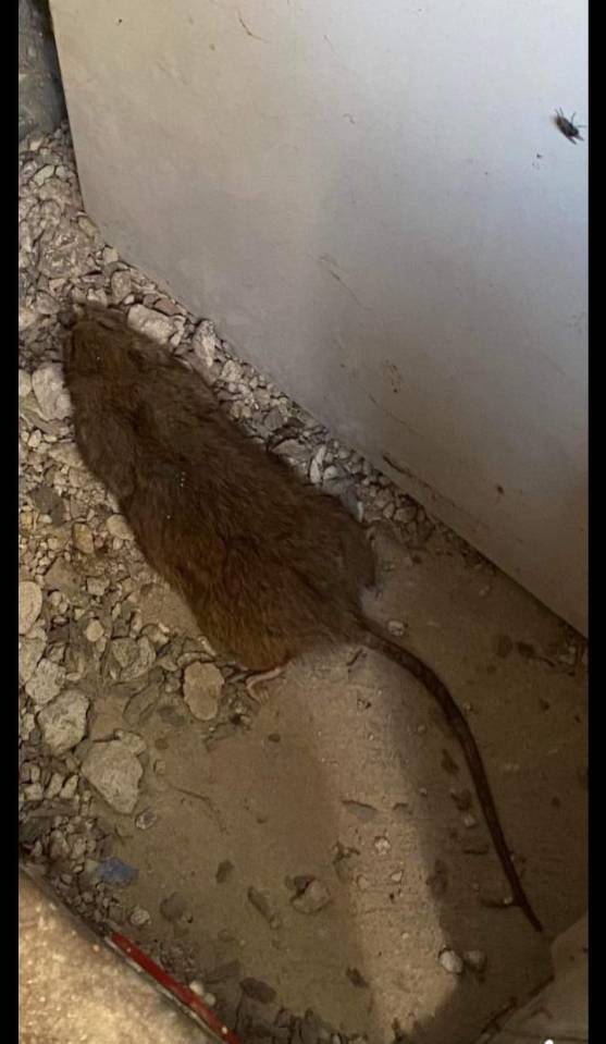 In recent years, there have been reports of huge rats taking over estates