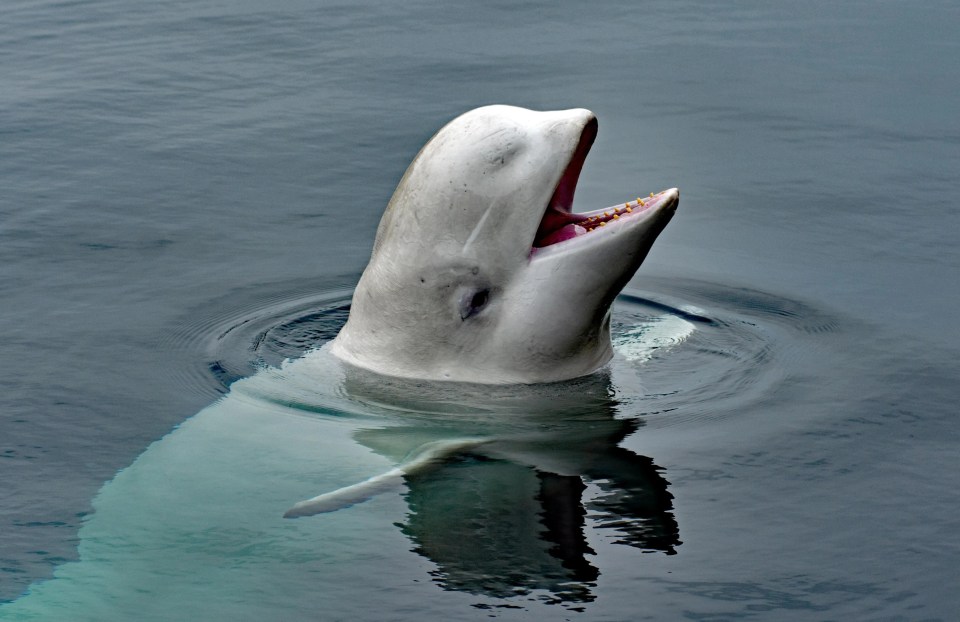 a white dolphin is swimming in the water with its mouth open