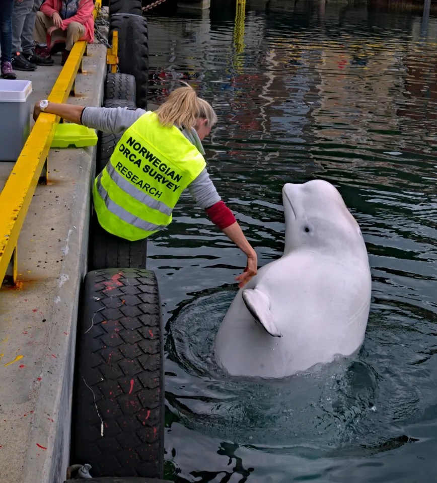 a woman wearing a yellow vest that says norwegian orca survey research