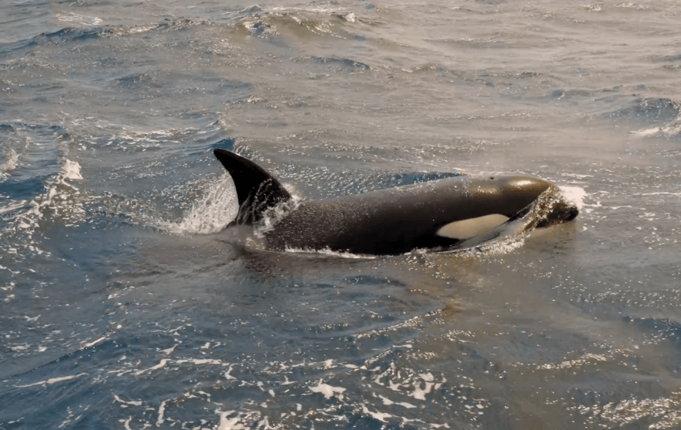 There have been 600 orcas sightings in the Strait of Gibraltar since 2020