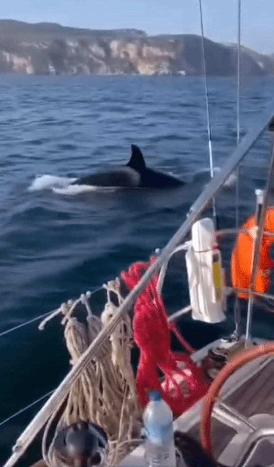 The moment a killer whale surrounded a tourist boat before attacking it off the coast of Sesimbra, Portugal in 2023