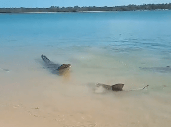 The moment the lone croc came face to face with a killer shark