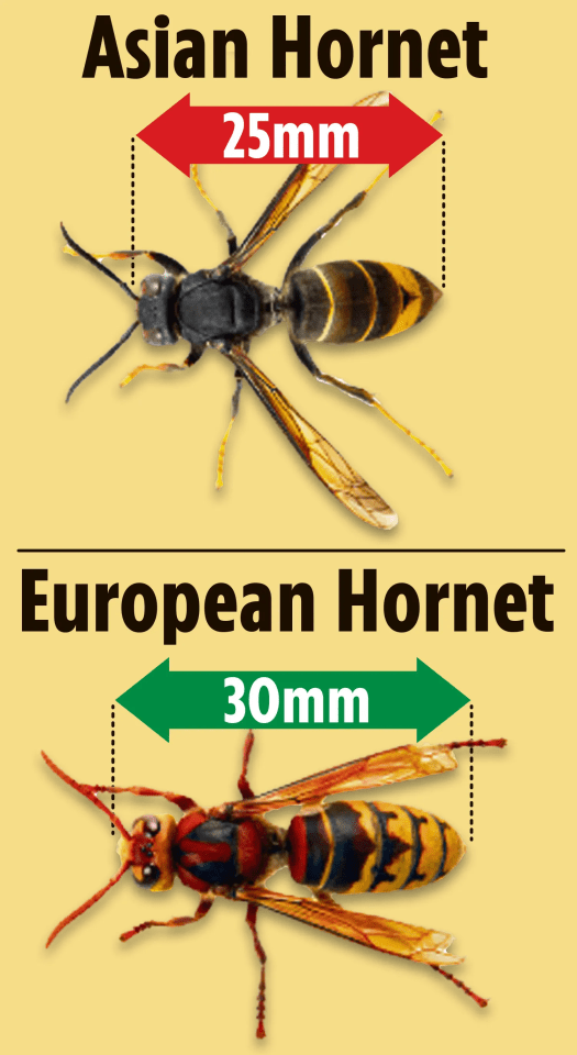 a poster showing asian hornet 25mm and european hornet 30mm