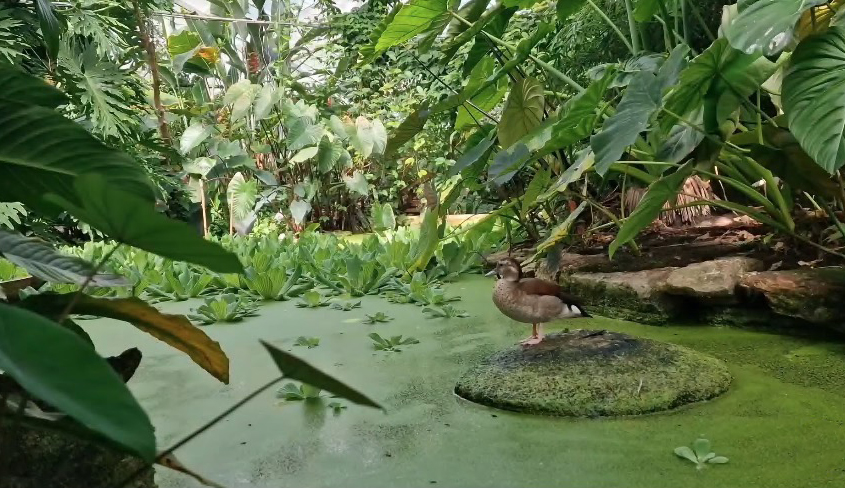 a duck is standing on a rock in the middle of a pond