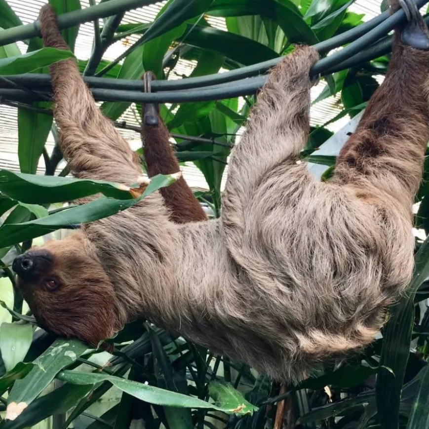 a sloth is hanging upside down in a tree