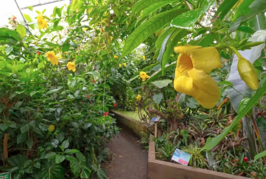 a yellow flower in a garden with a sign that says ref