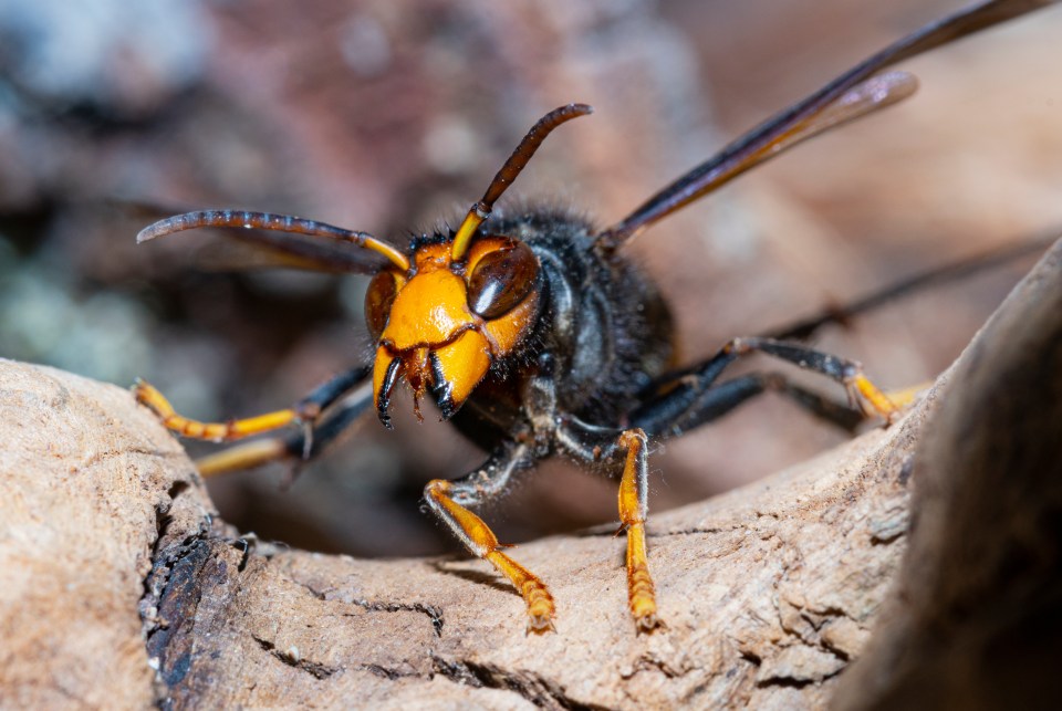 a close up of a wasp on a rock