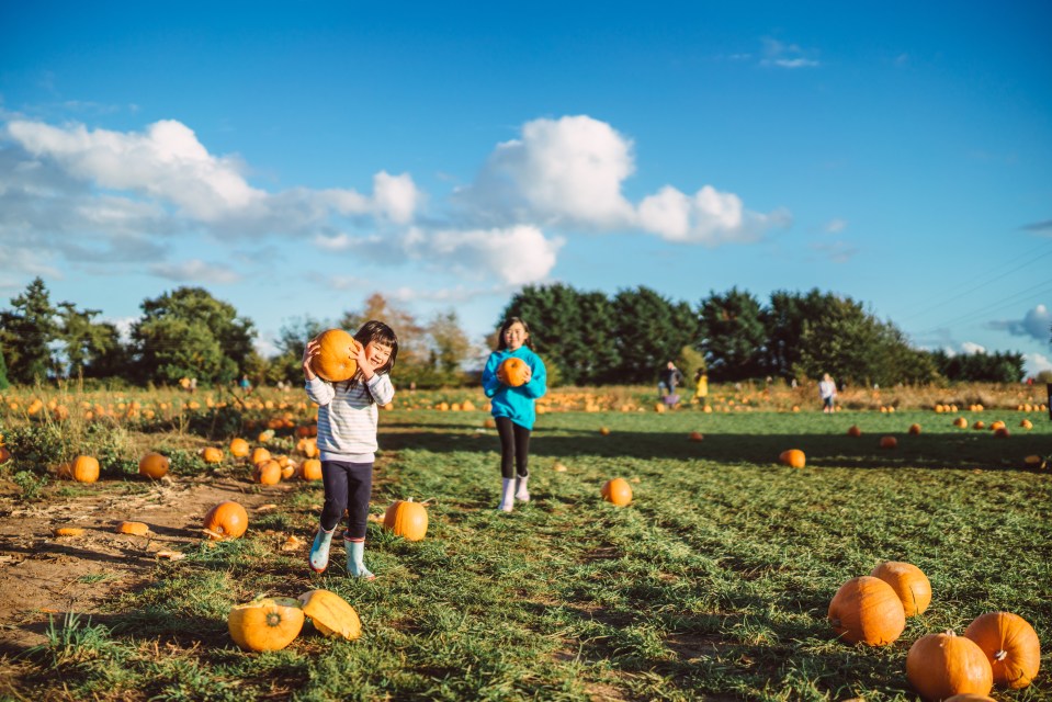 a girl holding a pumpkin in a field of pumpkins